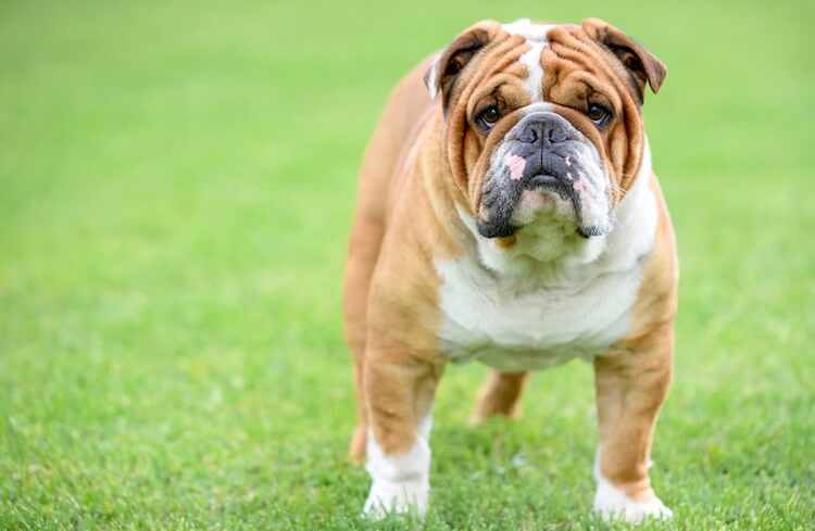 brindle victorian bulldog