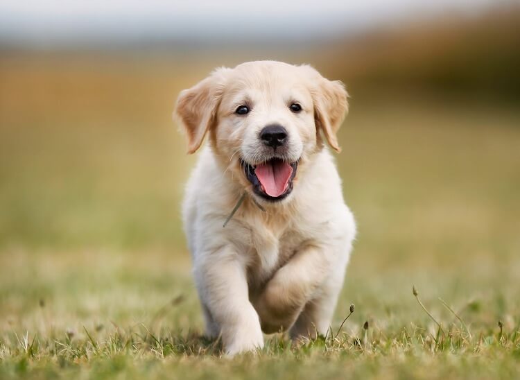 Unique Labrador Names