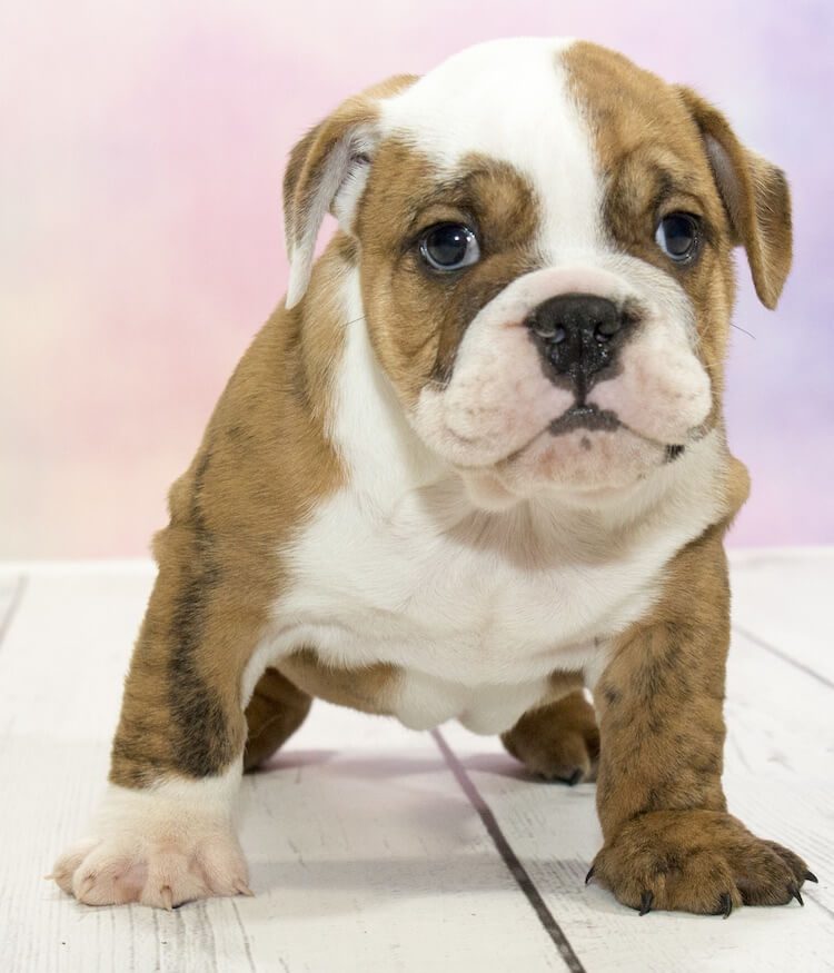 English Bulldog Growth Chart