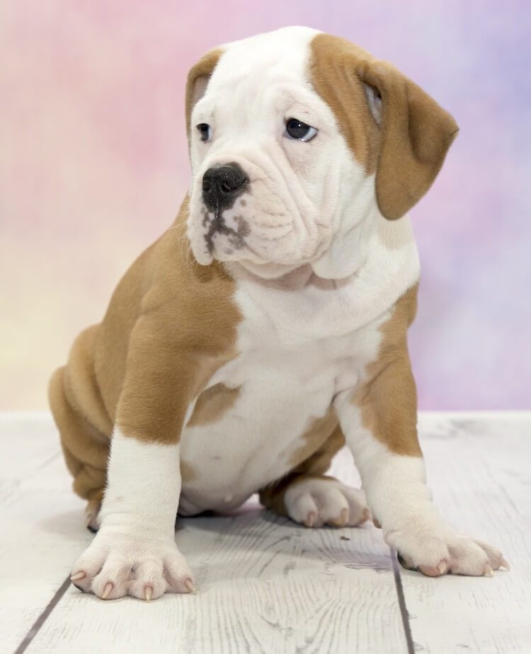 Victorian Bulldog Portrait