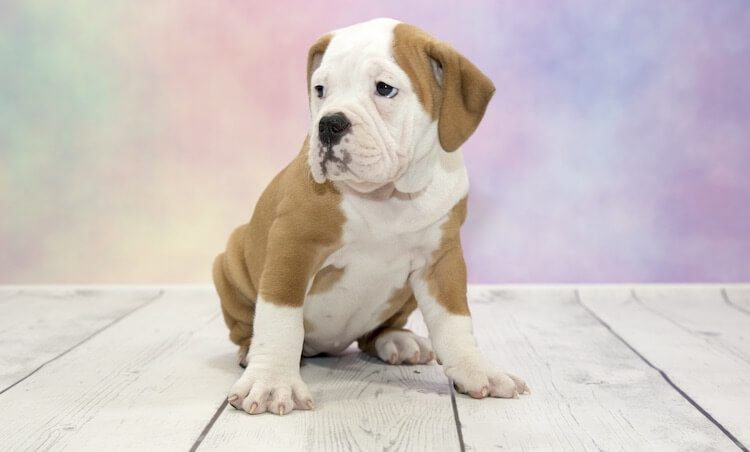 Victorian Bulldog Puppy