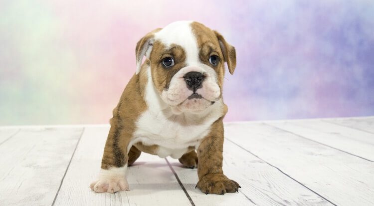 English Bulldog Growth Chart