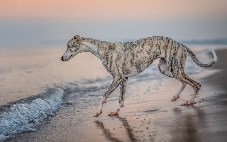 Whippet