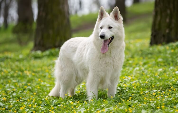 White German Shepherd