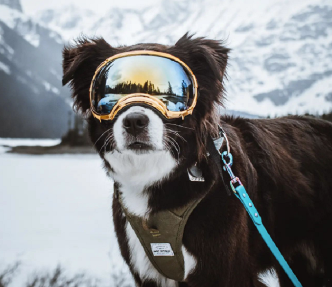 A bordernese wearing ski goggles in a snowy mountainous area