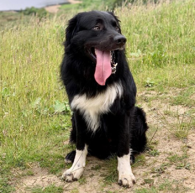 Newfoundland sales collie mix