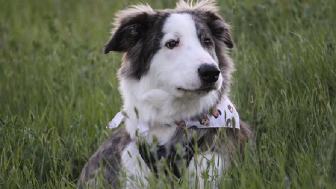 A border pyrenees lying in a grassy field