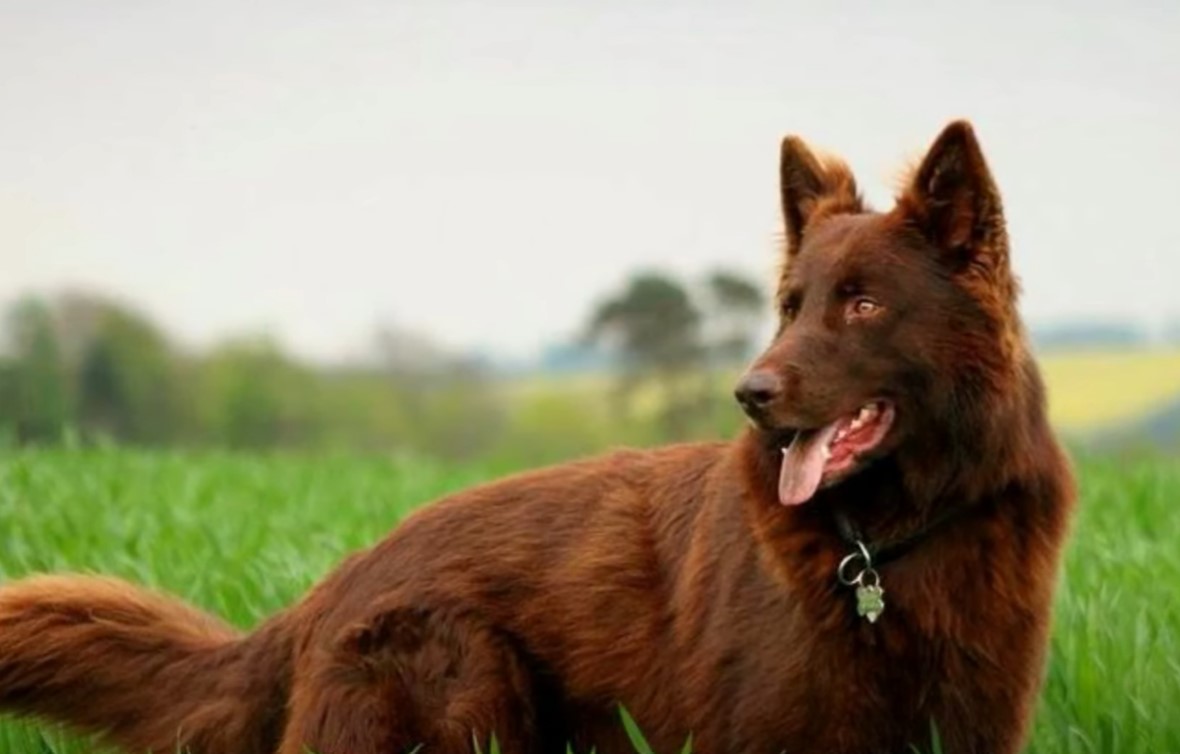 liver german shepherd