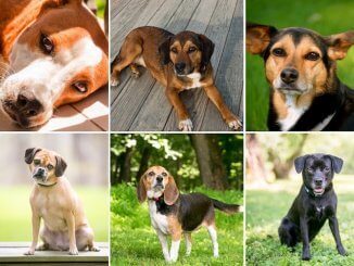 Beagle Mix Feature