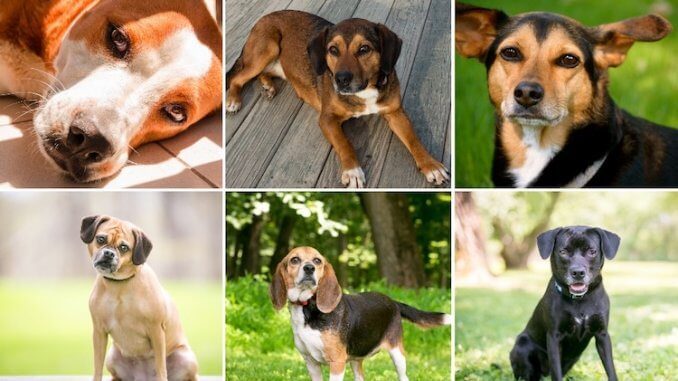 Beagle Mix Feature