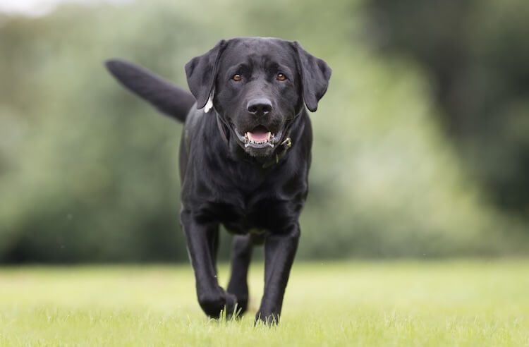 Black English Lab