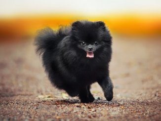 Black Pomeranian Feature