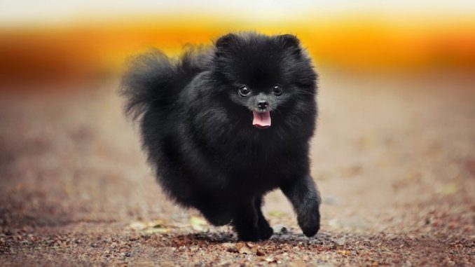 Black Pomeranian Feature