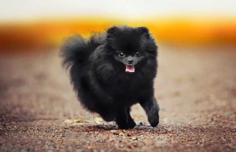 Black Pomeranian: A Complete Guide To The Jet Black | All Things Dogs