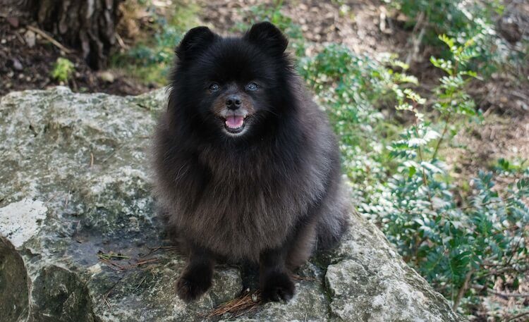 Black Pomeranian Portrait