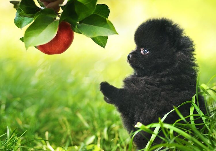 Black Pomeranian Puppy