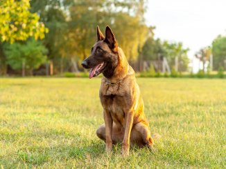 Complete Belgian Malinois Guide 6 Must Read Facts Cover