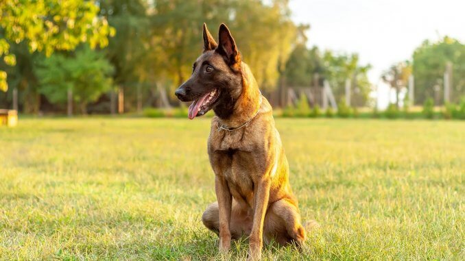 Complete Belgian Malinois Guide 6 Must Read Facts Cover