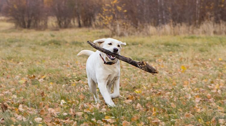 English Lab Dog