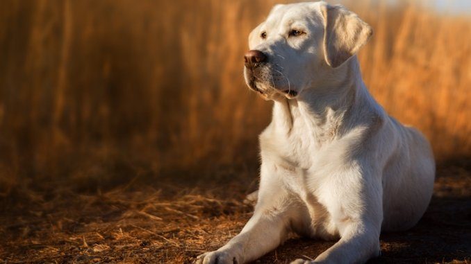 is labrador dog dangerous