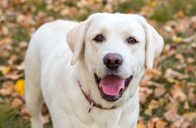 English Labrador Portrait