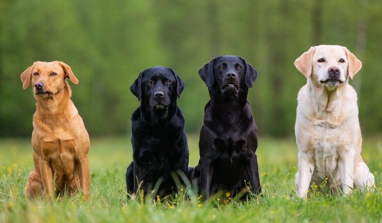 Labrador Age Size Chart