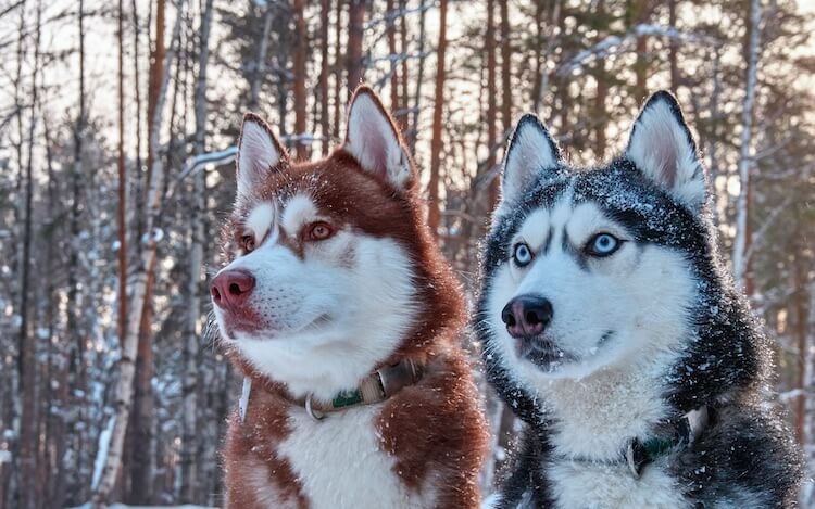 red siberian husky puppies with blue eyes