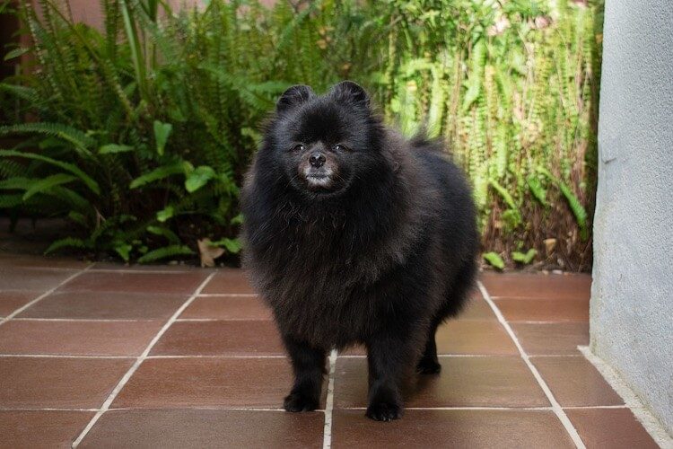 Old Pomeranian Dog