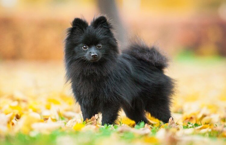 Pomeranian Black Dog