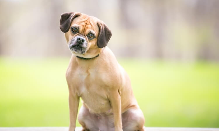 Puggle