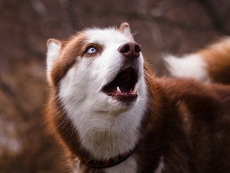 Red Husky Dog