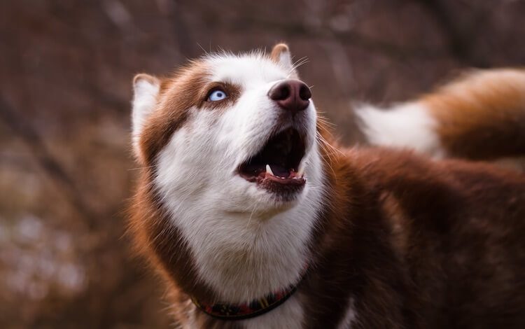 Red Husky Dog