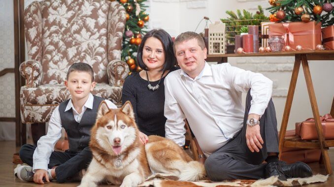 Red Husky Family Dog