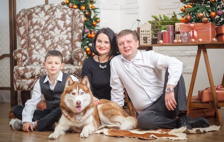 Red Husky Family Dog