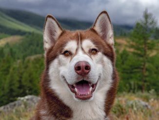 Red Husky Feature