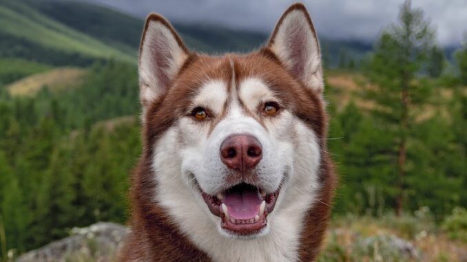 Red Husky: Everything Should Know About The Red Siberian Husky | All Things Dogs