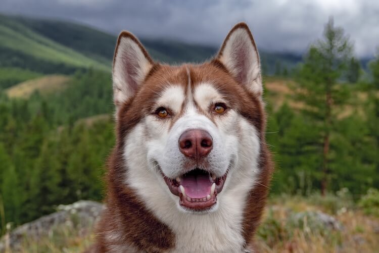 short coat siberian husky