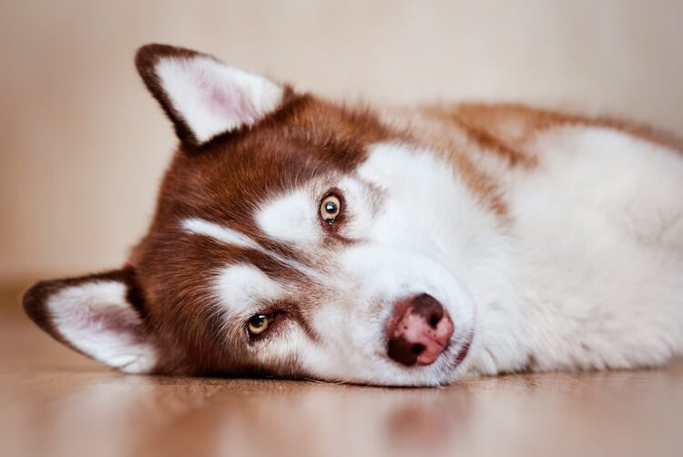 Red Husky Portrait