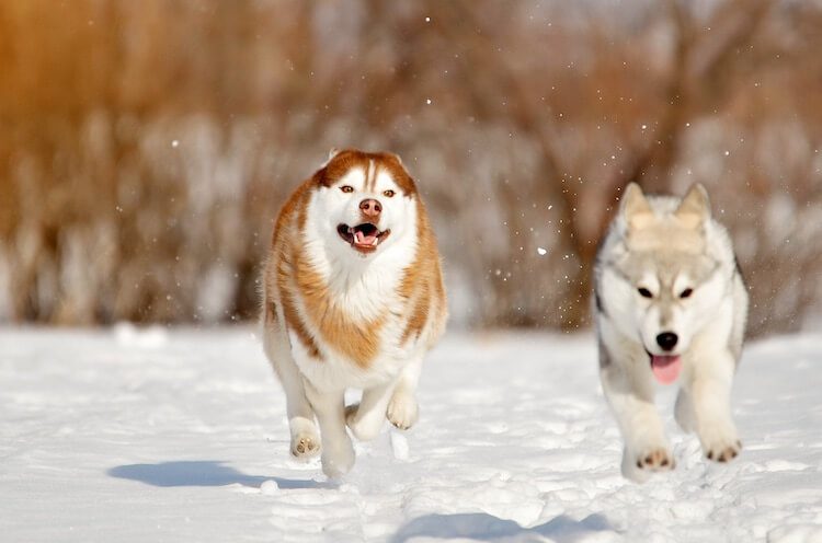 Red and White Husky