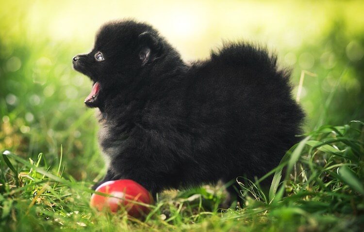 Toy Pomeranian Playing