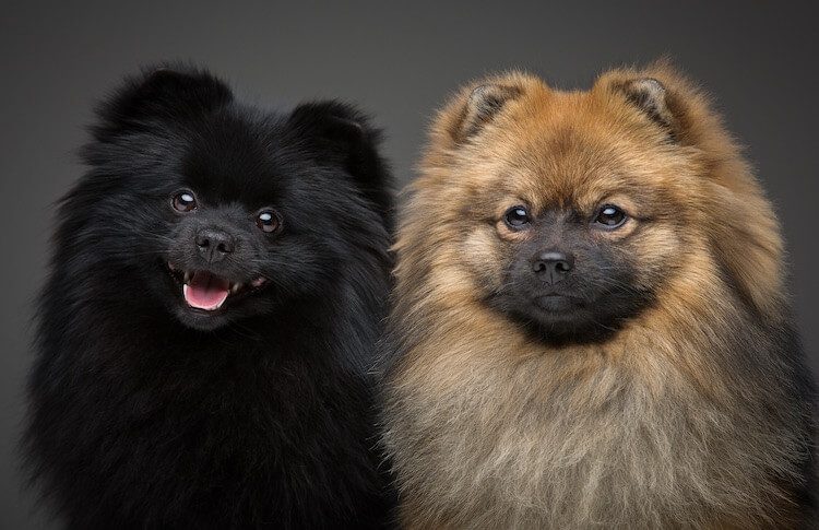 Two Pomeranian Dogs