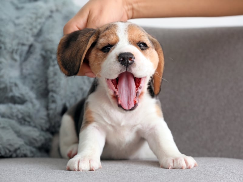 Poogle Beagle