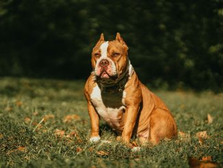 American Bully