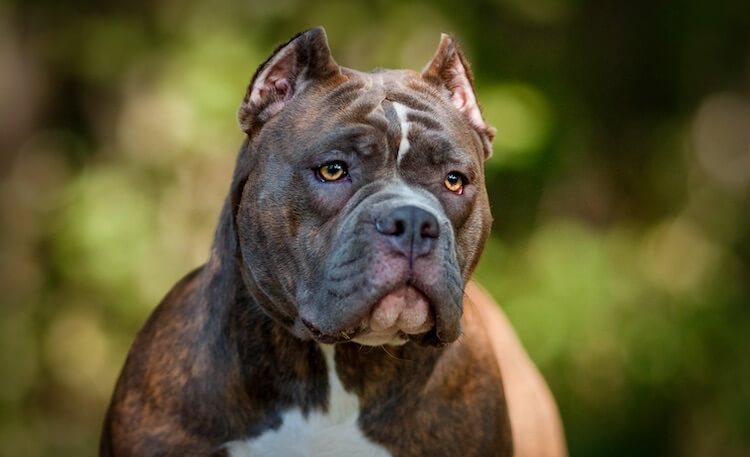 American Bully Gezicht