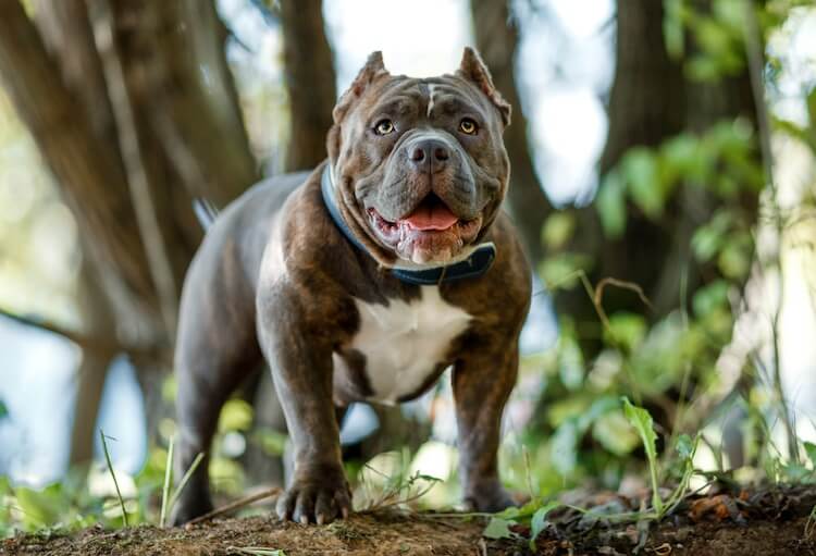  American Bully Portrait