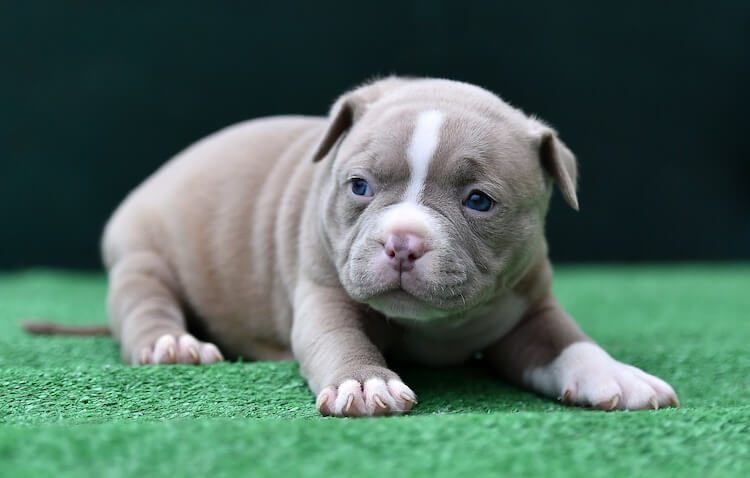  Chiot American Bully 