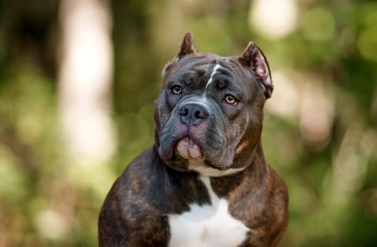 10 Facts You Must Know About The American Bully