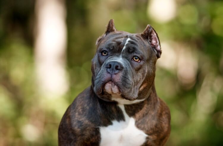 bully dog brindle