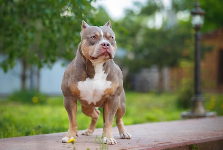 At How Many Months Do American Bully Female Dogs Get Their Period