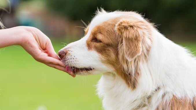 Australian Shepherd Eating Kibble